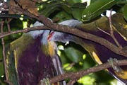 Wompoo Fruit-Dove (Ptilinopus magnificus)